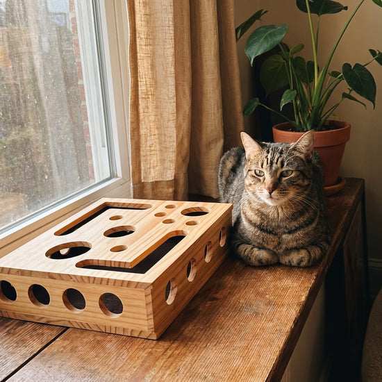 Katze neben der Kleine-Kralle-Box am Fenster
