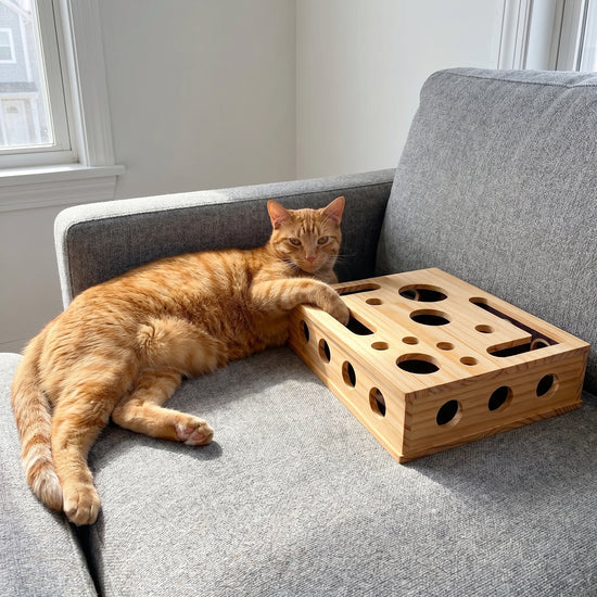 Rote Katze liegt neben der Kleine-Kralle-Box